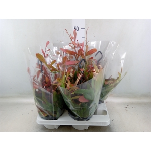 Rhipsalis   ...