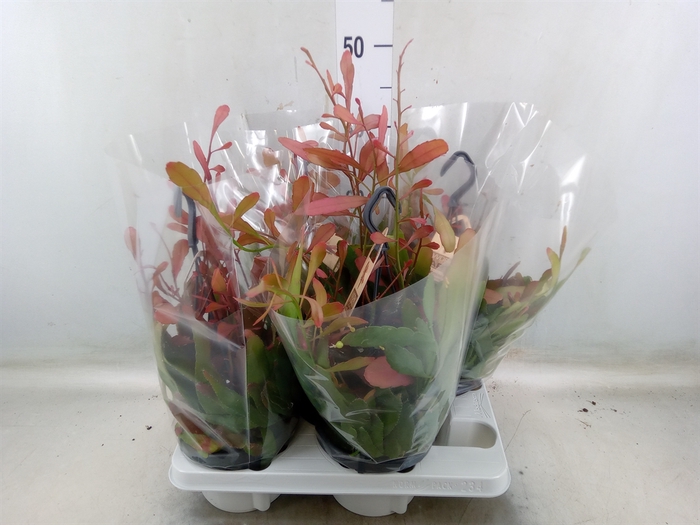<h4>Rhipsalis   ...</h4>