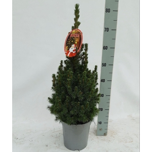 PICEA GL CONICA