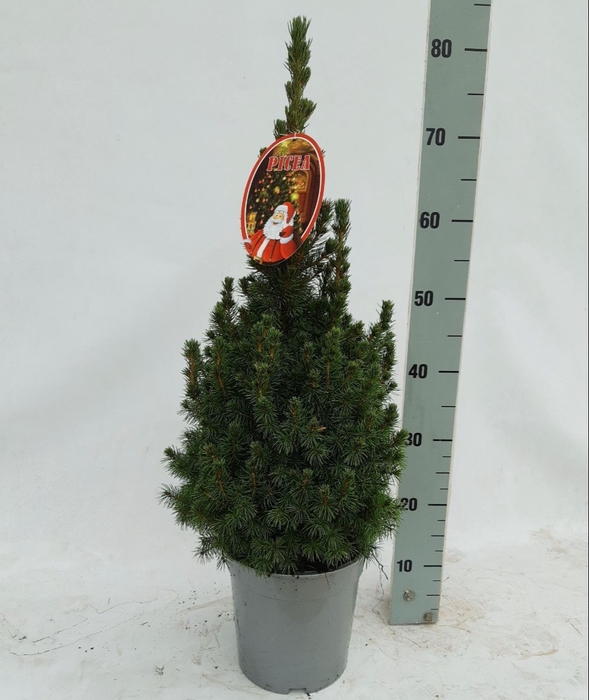 <h4>PICEA GL CONICA</h4>