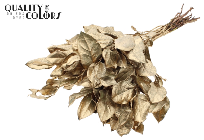Salal tips dried per bunch Antique Gold