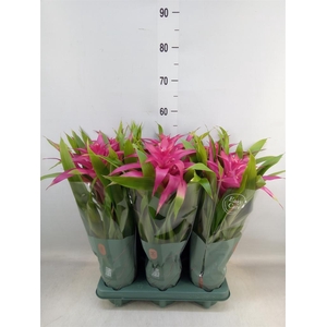Guzmania  'Deseo Pink'
