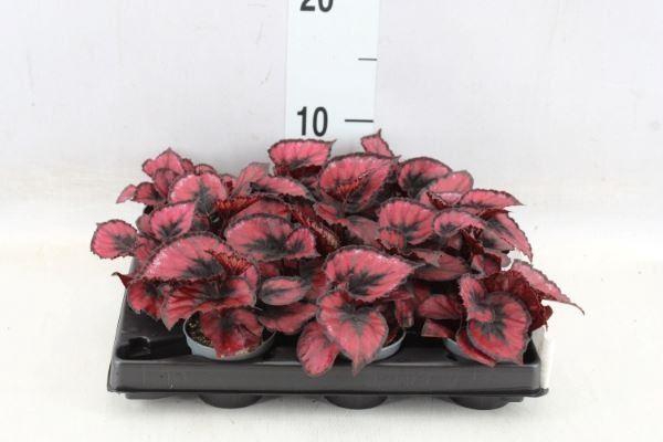 <h4>Begonia BD rex</h4>