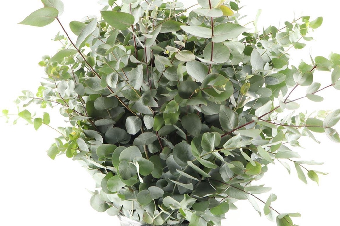 <h4>Euca Cinerea 350gr</h4>