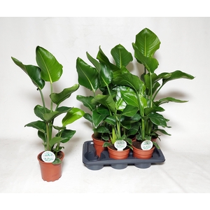 STRELITZIA NICOLAI