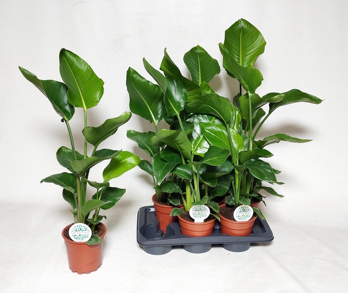 <h4>STRELITZIA NICOLAI</h4>