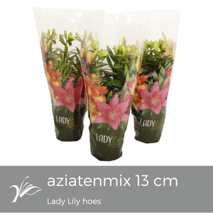 Lilium Lady Lily Tiny mix (az. lelie)