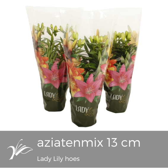 <h4>Lilium Lady Lily Tiny mix (az. lelie)</h4>