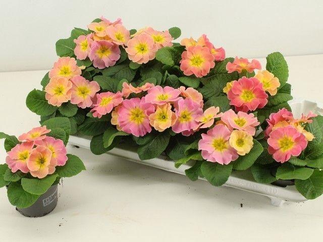 <h4>PRIM AC OVERIG</h4>