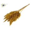 Pampas Grass 60cm 10stems per bunch Yellow