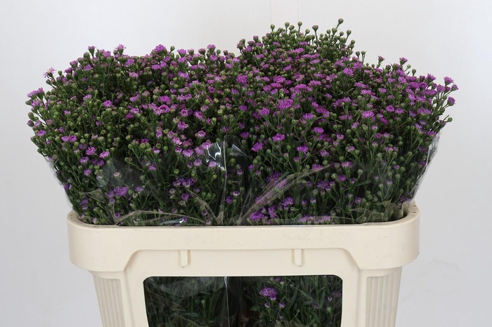 <h4>Aster Baby Pink</h4>