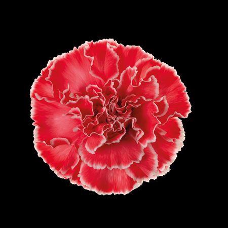 <h4>Dianthus St Pink</h4>