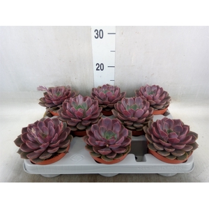 Echeveria   ...