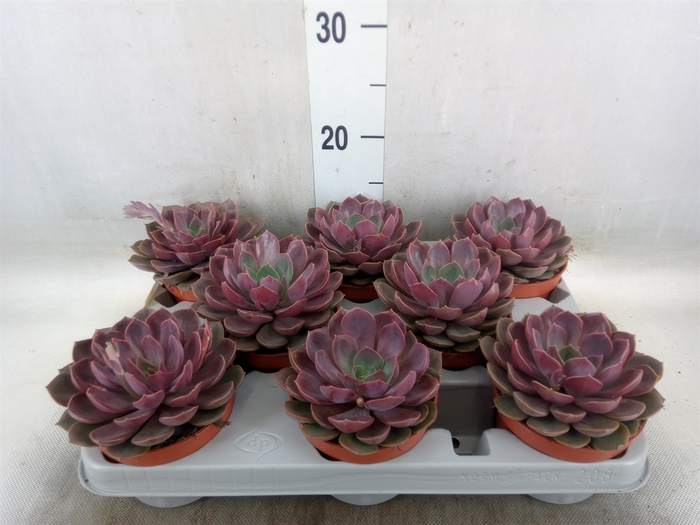 <h4>Echeveria   ...</h4>