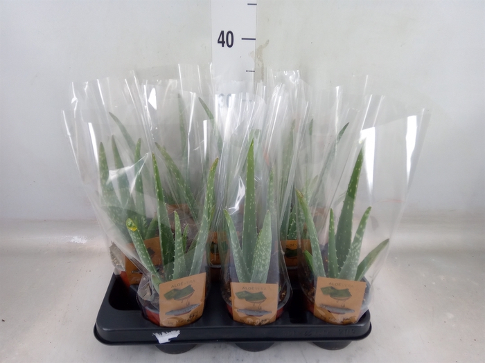 <h4>Aloe vera</h4>