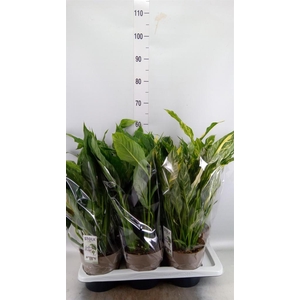 Spathiphyllum  'Diamond'