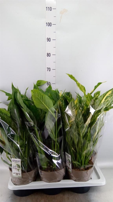 <h4>Spathiphyllum  'Diamond'</h4>