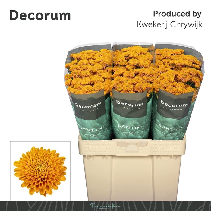 <h4>Chr S Ellison Orange</h4>