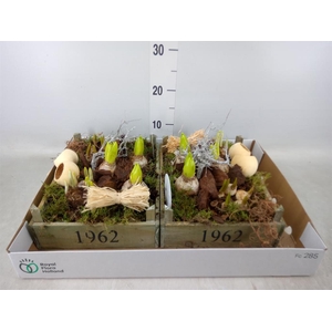 Arr.   Bol/Knolgewas L%