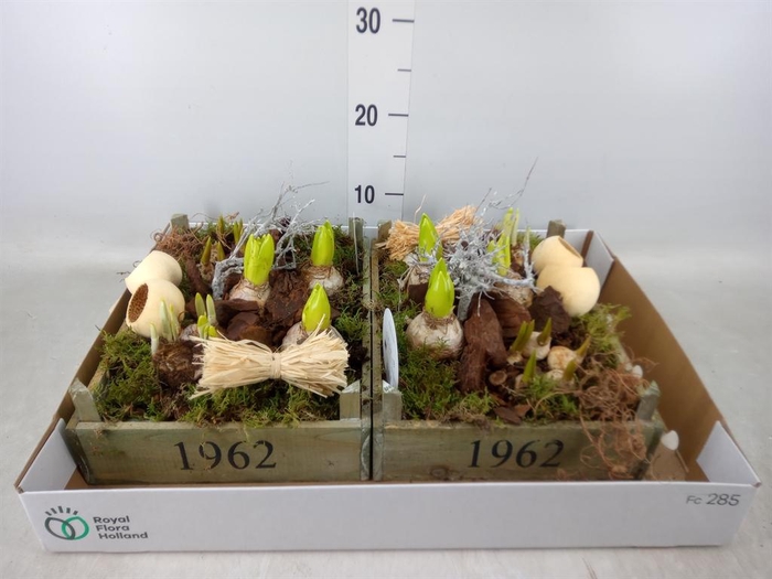 <h4>Arr.   Bol/Knolgewas L%</h4>