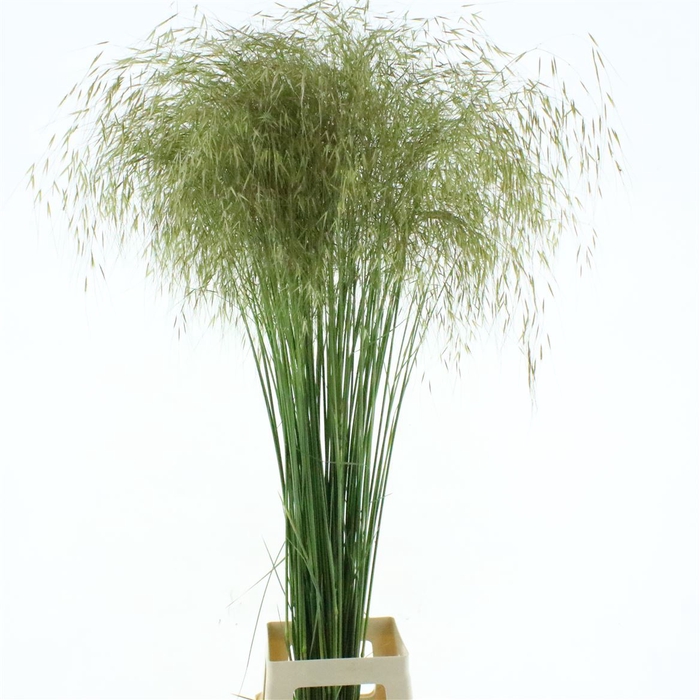 Stipa Gold ( Kas )