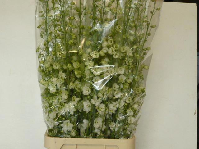 <h4>Delph Du Guard White</h4>