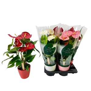 Anthurium mix keramiek 14cm