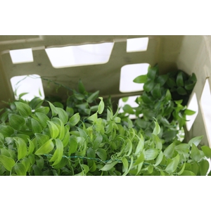 FOLHAGEM ASPARGO SMILAX