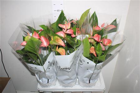 <h4>Anthu A Livium Red 7+</h4>