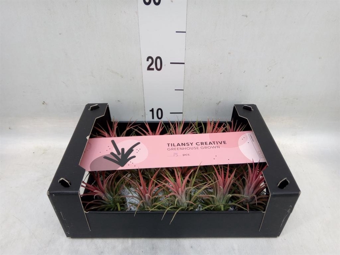 <h4>Tillandsia ionantha</h4>