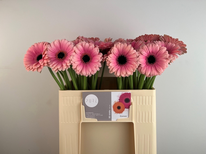 <h4>GE MI ESMEE</h4>