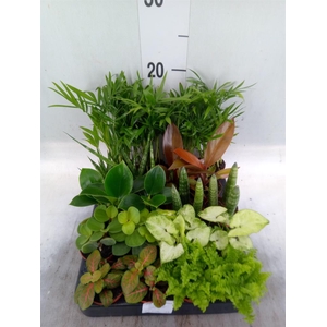 Planten  ..mix