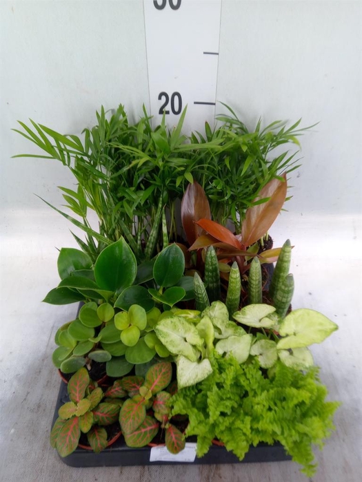<h4>Planten  ..mix</h4>