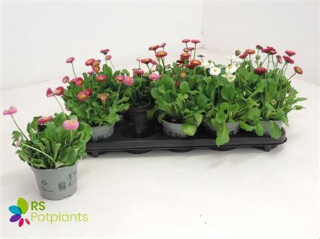 <h4>BELLIS P KL BEL GEM</h4>