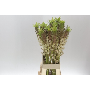 Eucomis Brons