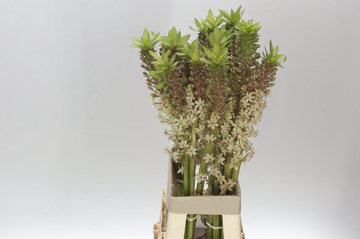 <h4>Eucomis Brons</h4>