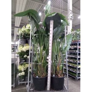 Strelitzia nicolai