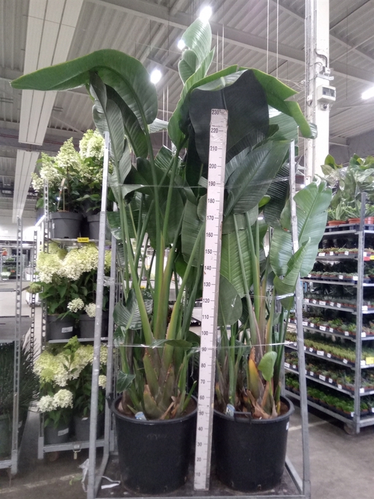<h4>Strelitzia nicolai</h4>