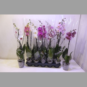 Phal Gem