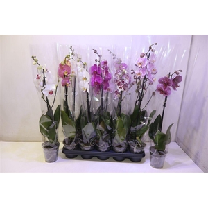 Phal Gem