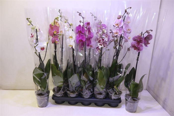 <h4>Phal Gem</h4>
