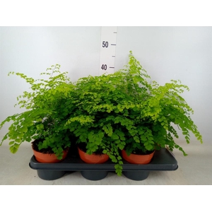 Adiantum raddi. 'Fragrans'