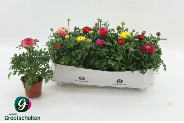 <h4>RANUN SPRINK DW GEM</h4>