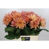 Dahlia Omega