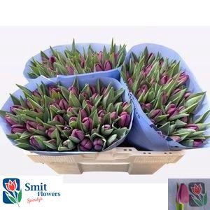 <h4>TU EN BULLIT</h4>