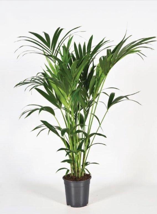 <h4>Howea forsteriana 130cm (Kentia)</h4>