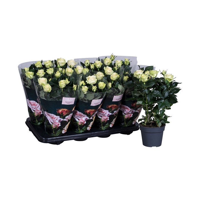 <h4>Nolina Roses Ø 13 cm White st. 2-3</h4>