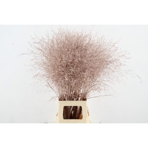 Gras Panic Warrior Antique Pink