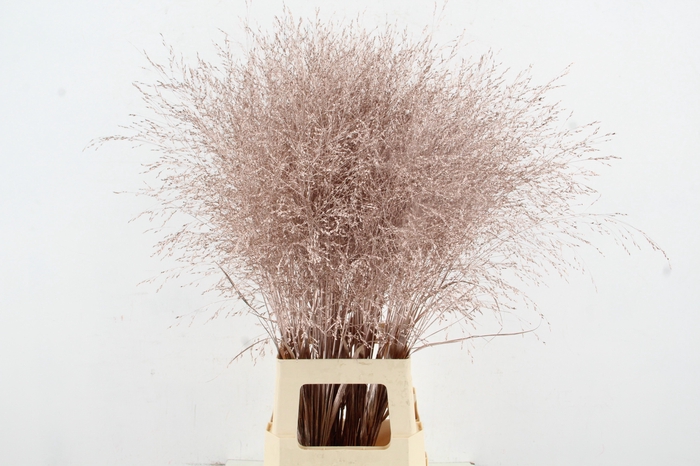 <h4>Gras Panic Warrior Antique Pink</h4>