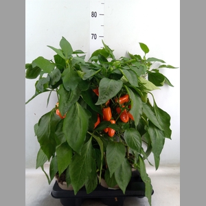 Capsicum annuum   ...paprika